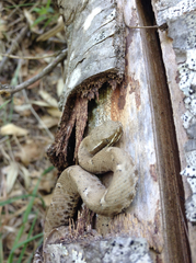 Crotalus willardi willardi