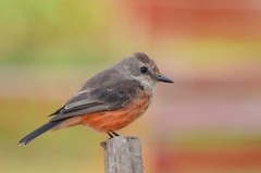 Pyrocephalus rubinus