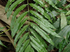 Stenochlaena palustris