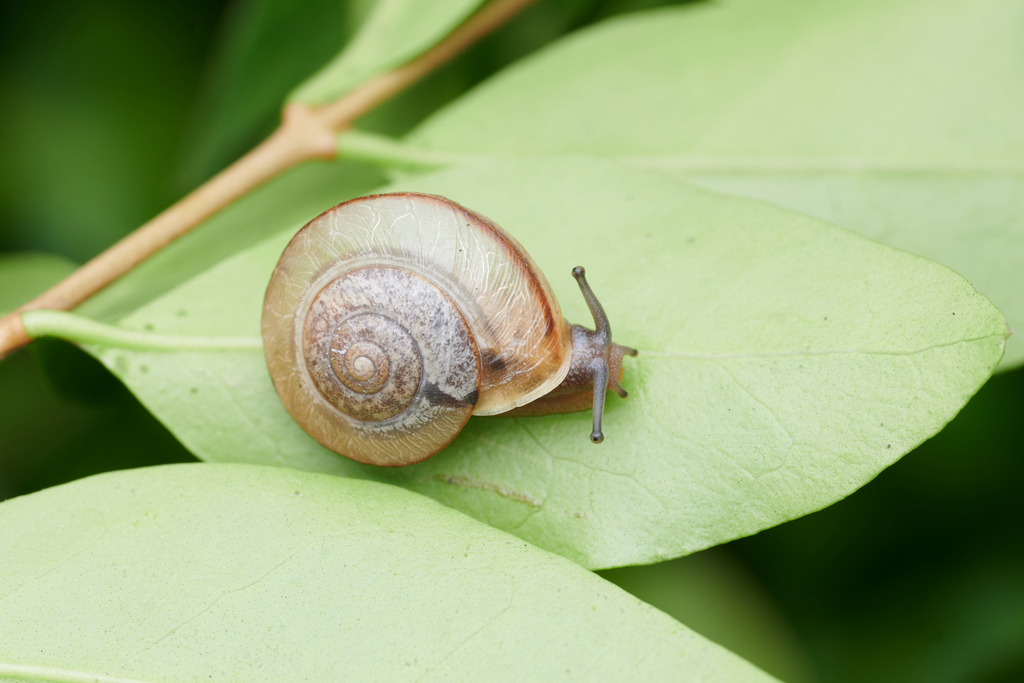Bradybaena brevispira