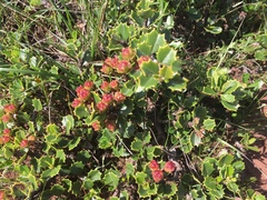 Ceanothus decornutus