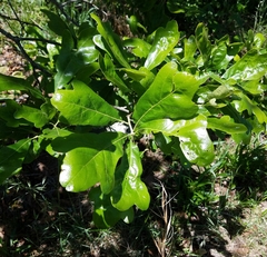 Quercus boyntonii