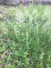 Poa arachnifera