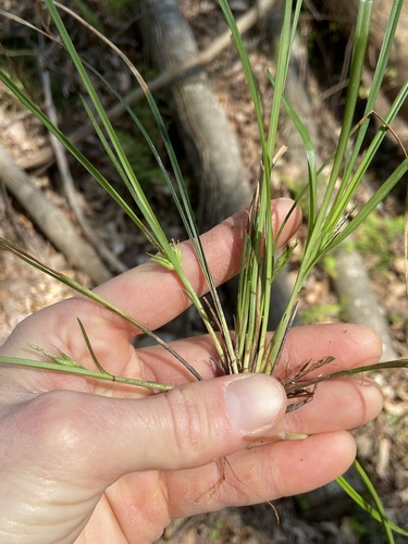 Limestone Forest Sedge (Carex superata)