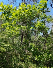 Quercus boyntonii