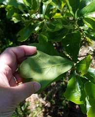 Quercus boyntonii