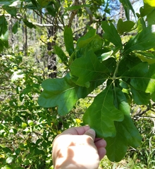 Quercus boyntonii