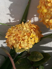 Ixora