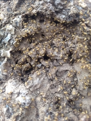 Nasutitermes corniger