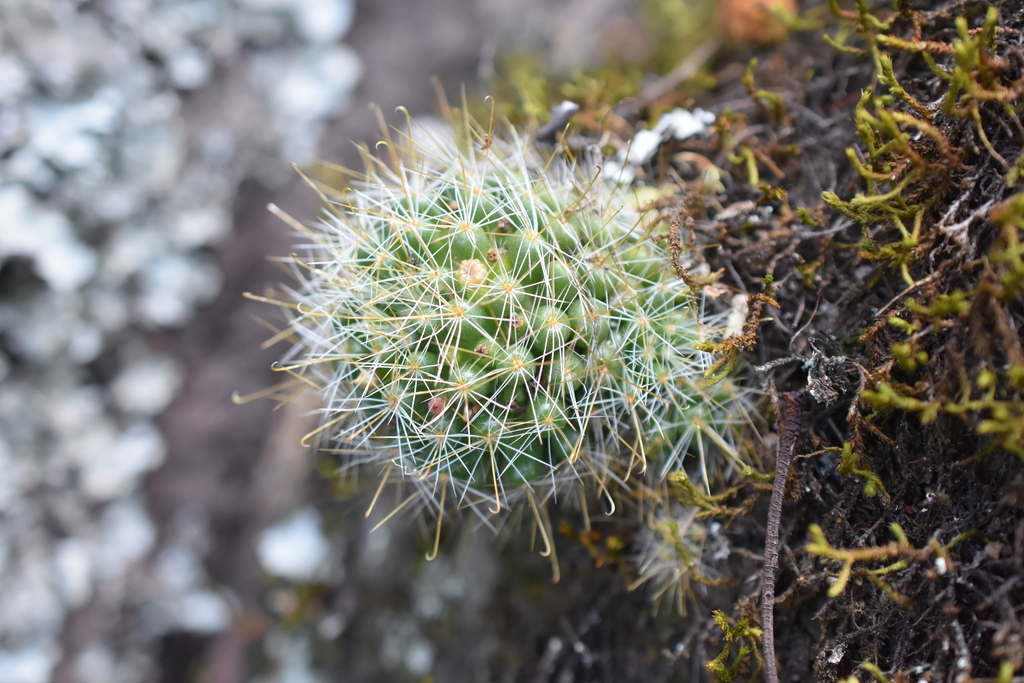 Mammillaria glochidiata, Hidalgo, MX
