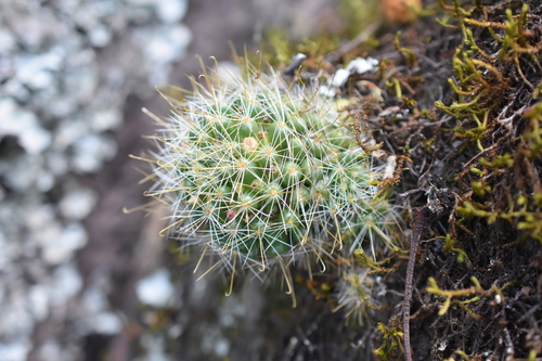 Fishhook pincushion cactus (Mammillaria glochidiata)