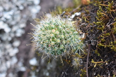 Glochidiata Pincushion Cactus (Mammillaria glochidiata)
