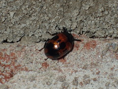 Diaperis nigronotata