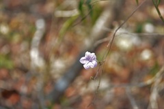 Ruellia breedlovei