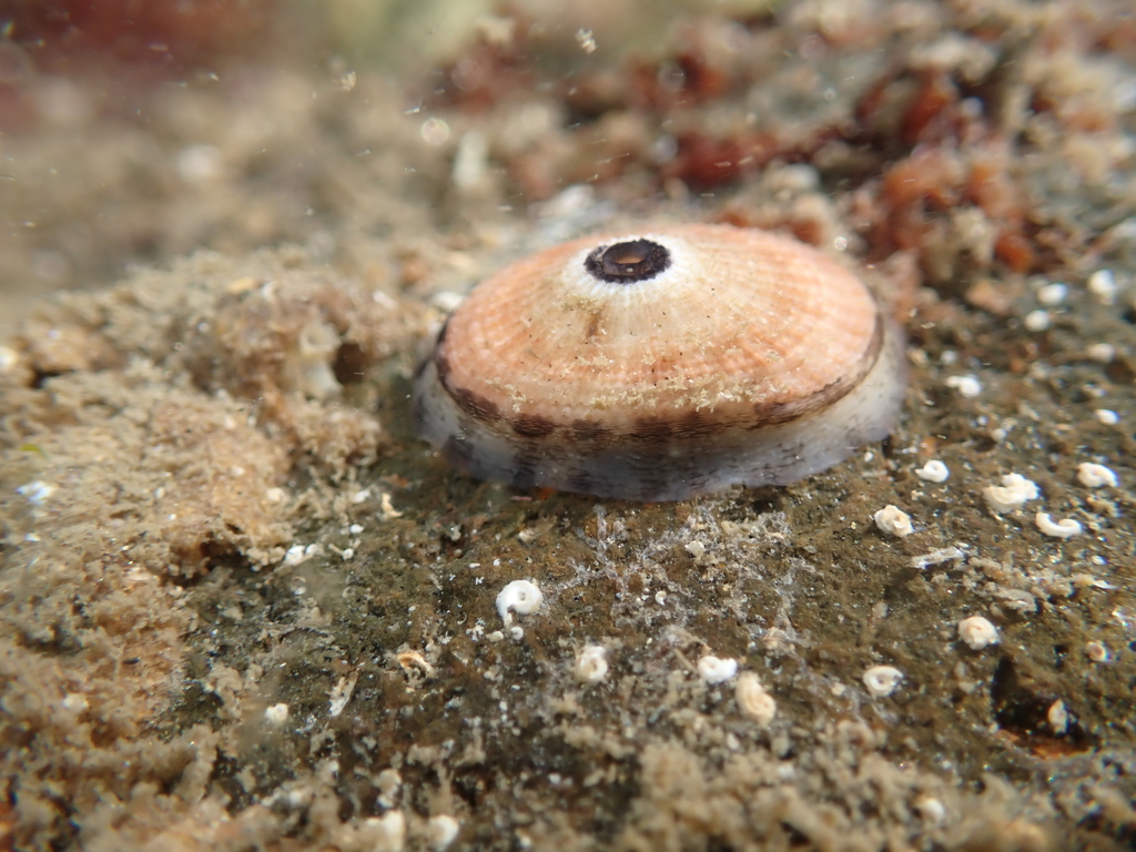 Giant Keyhole Limpet from False Point, San Diego, CA 92037, USA on ...