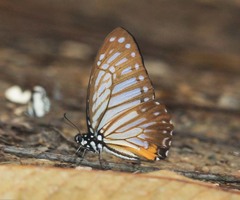 Graphium xenocles