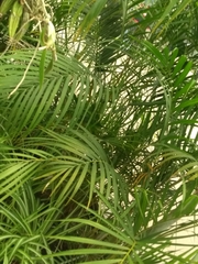 Arecaceae