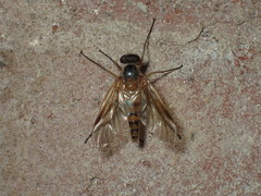 Rhagio