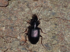 Agonum punctiforme