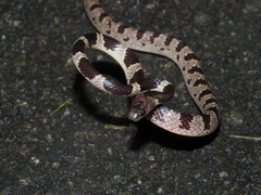 Ryukyu Mountain Wolf Snake photo 2