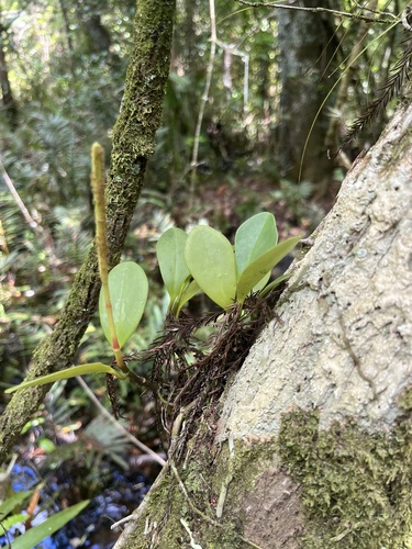 Peperomia obtusifolia