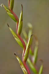 Tillandsia elusiva