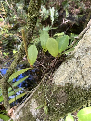 Peperomia obtusifolia