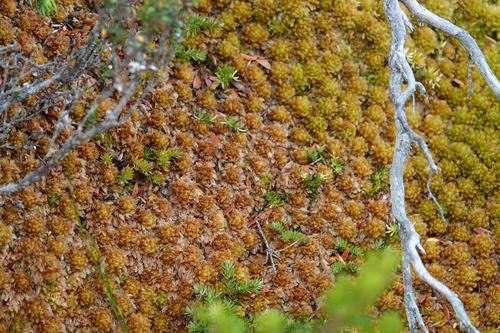 Sphagnum australe observed 2024-03-22