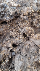 Nasutitermes corniger