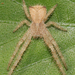 Hairy Crab Spider - Photo (c) Lachlan Copeland, some rights reserved (CC BY-NC), uploaded by Lachlan Copeland