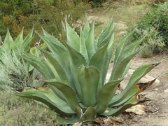 Agave salmiana crassispina