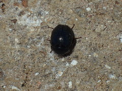 Germarostes globosus