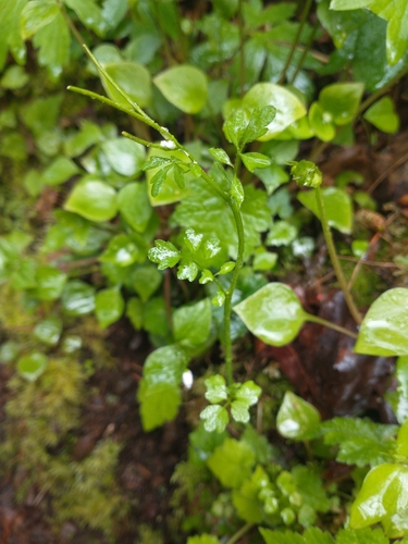 Image of Cardamine oligosperma by no rights reserved