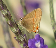 Electrostrymon hugon