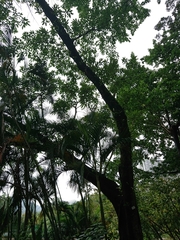 Ficus virens sublanceolata