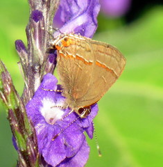 Electrostrymon hugon