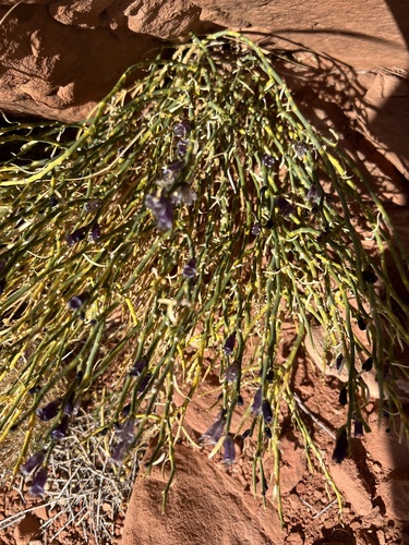 turpentinebroom (Thamnosma montana)