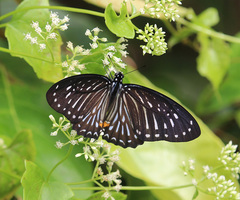 Graphium xenocles