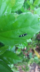 Pachitea subflava