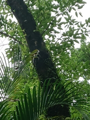 Ficus virens sublanceolata