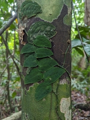 Monstera dubia image