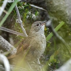 Western Bristlebird photo 2