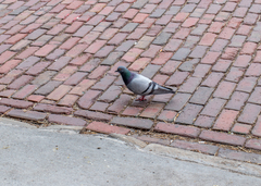 Columba livia domestica
