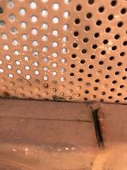 Menemerus bivittatus