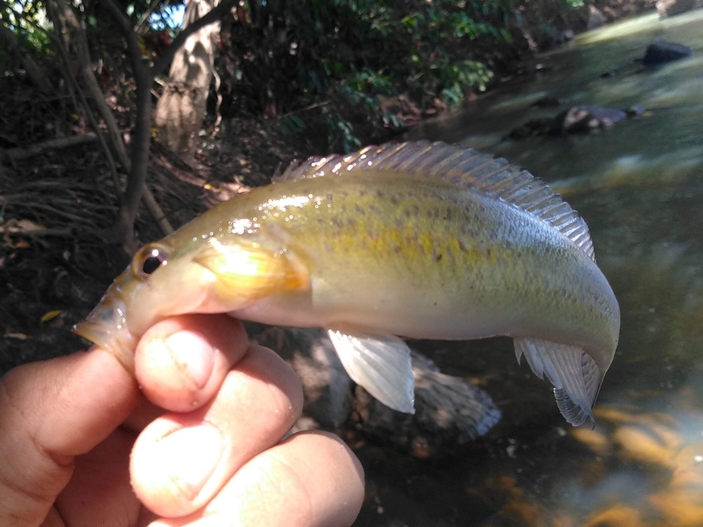 Pike cichlid (Crenicichla lacustris) — Cichlidae