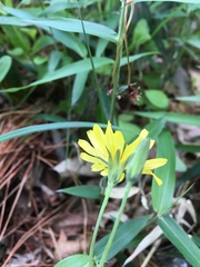 Asteraceae