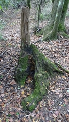 Fomitiporia chilensis