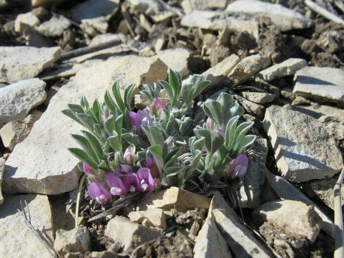 Image of Astragalus tridactylicus by (c) Anders Hastings, some rights reserved (CC BY)