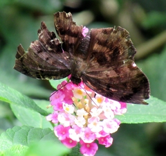Achlyodes