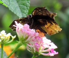 Achlyodes
